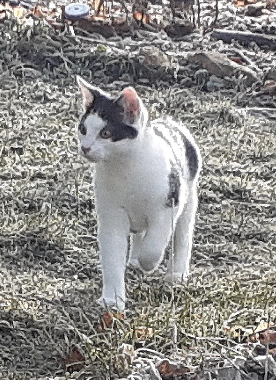 Pepper Onze kater Pepper
